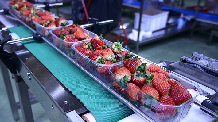 Plastic trays filled with strawberries ready to be identified.