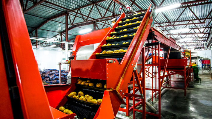 Potatoes sorted and marked in a factory for traceability